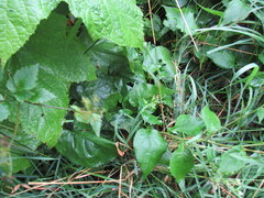 Eurybia schreberi