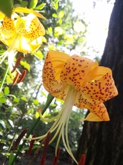 Lilium iridollae