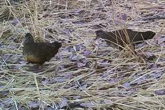 Ptilopachus petrosus