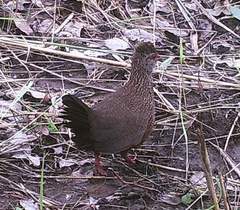 Ptilopachus petrosus