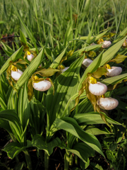 Cypripedium candidum