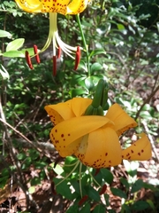 Lilium iridollae