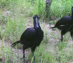 Bucorvus abyssinicus
