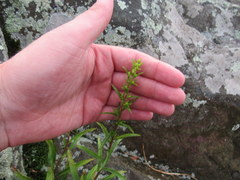 Solidago randii
