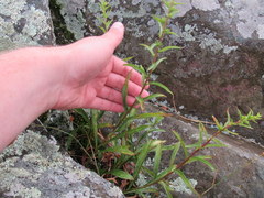 Solidago randii