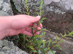Solidago randii