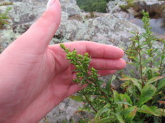 Solidago randii