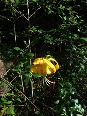 Lilium iridollae