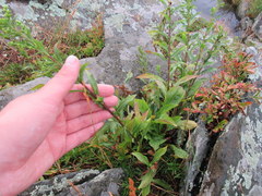Solidago randii