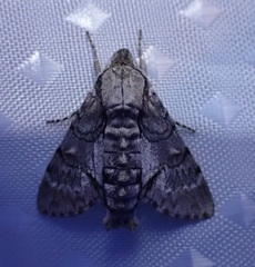 Cautethia noctuiformis