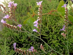 Limonium virgatum