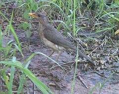 Turdus pelios