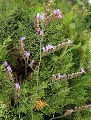 Limonium virgatum