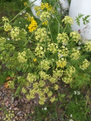 Heracleum sphondylium sibiricum