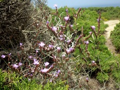 Limonium virgatum