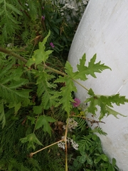 Heracleum sphondylium sibiricum