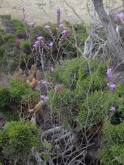 Limonium virgatum