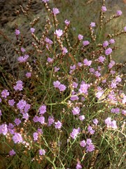 Limonium virgatum