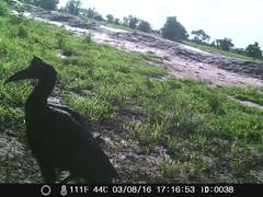 Bucorvus abyssinicus