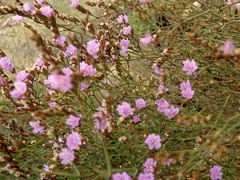 Limonium virgatum