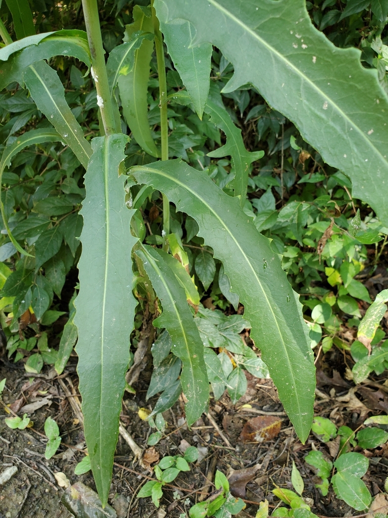 Canada wild lettuce (Wyman's 