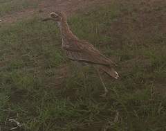 Burhinus senegalensis