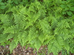 Deparia acrostichoides