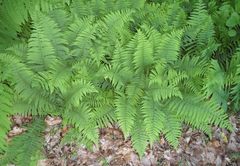 Deparia acrostichoides