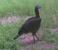 Bucorvus abyssinicus