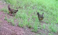 Ptilopachus petrosus