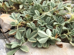 Potentilla cinerea