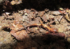 Plethodon shenandoah