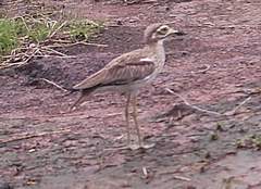 Burhinus senegalensis