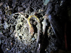 Plethodon shenandoah