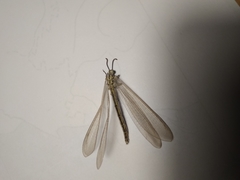 Myrmecaelurus trigrammus