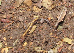 Plethodon shenandoah