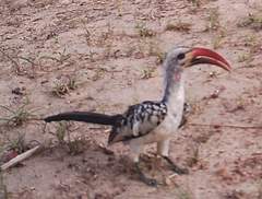 Tockus erythrorhynchus