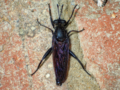 Mydas chrysostomus