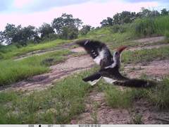 Tockus erythrorhynchus