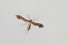 Oxyptilus pilosellae