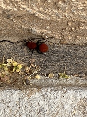 Dasymutilla vestita
