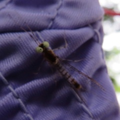 Stenacron interpunctatum interpunctatum