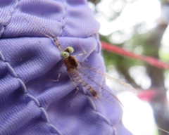 Stenacron interpunctatum interpunctatum