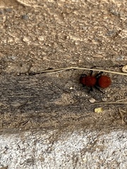 Dasymutilla vestita