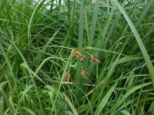 Image of Bolboschoenus laticarpus by no rights reserved