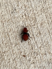 Dasymutilla vestita