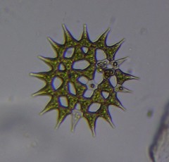 Hydrodictyaceae