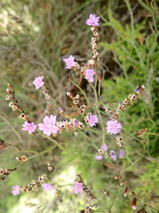 Limonium virgatum