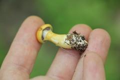 Cortinarius delibutus