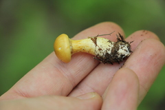 Cortinarius delibutus